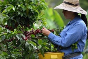 Lee más sobre el artículo Café Especial del Tolima, cada vez más reconocido en los mercados mundiales