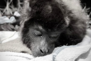 Lee más sobre el artículo Murió la mona aulladora roja que había sido herida en zona rural de Rovira