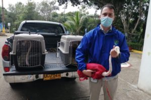Lee más sobre el artículo Autoridades incautaron dos flamencos y cuatro loros en Ibagué