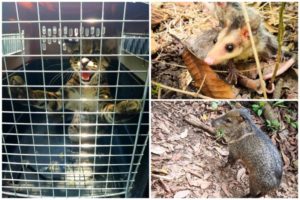 Lee más sobre el artículo Cortolima continúa devolviendo a su hábitat natural a la fauna silvestre