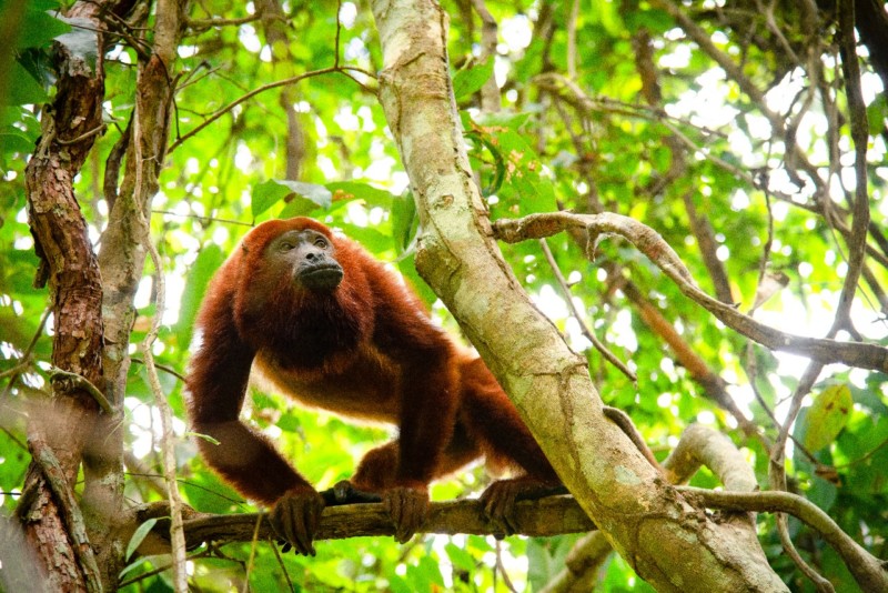 Lee más sobre el artículo Cortolima regresó a su hábitat natural a ‘Coco’, el mono aullador rojo rescatado en Piedras