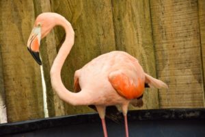 Lee más sobre el artículo Autoridades incautaron tres flamencos en Ibagué