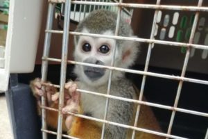 Lee más sobre el artículo Incautaron un mono ardilla que tenían de mascota en una vivienda de Ibagué