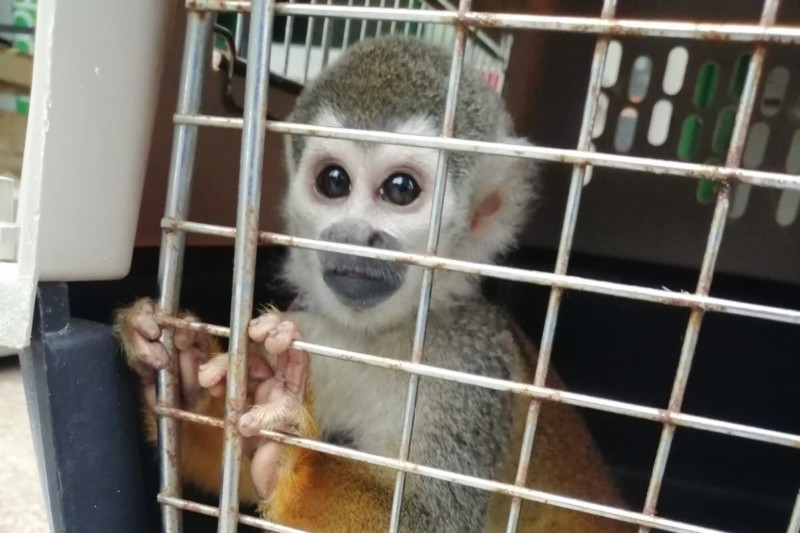 Lee más sobre el artículo Incautaron un mono ardilla que tenían de mascota en una vivienda de Ibagué