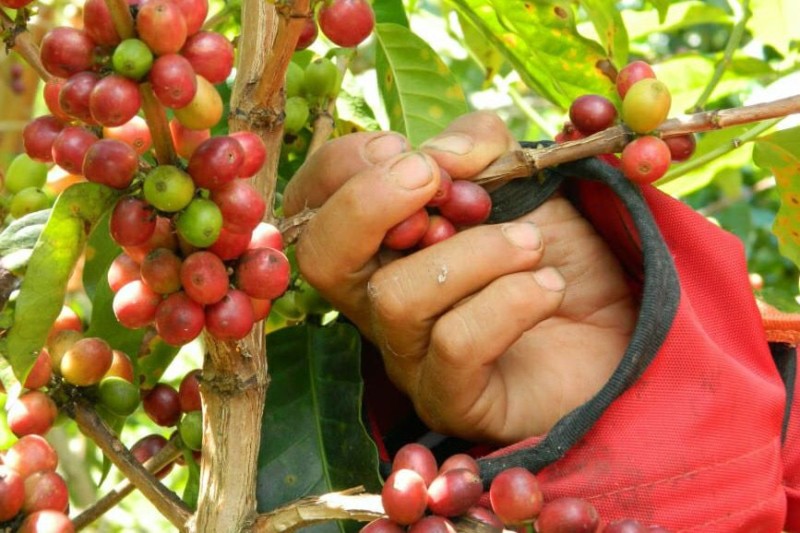 Lee más sobre el artículo Tolima avanza en la producción de cafés especiales