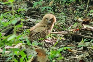 Lee más sobre el artículo Cortolima devolvió a su hábitat natural a diez animales de fauna silvestre