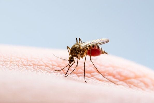 Lee más sobre el artículo Ibagué redujo en un 88% los casos de dengue en lo corrido de 2021