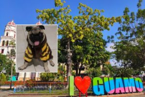 Lee más sobre el artículo Judicializaron a un hombre por presuntamente haberle causado la muerte a un perro en el Guamo
