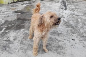 Lee más sobre el artículo Autoridades incautaron a ‘Pacho’, un canino que era maltratado en el barrio Belalcázar de Ibagué