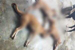 Lee más sobre el artículo ¡Repudiable! Denuncian que hombre envenenó tres perros de un refugio animal de El Espinal