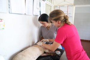Lee más sobre el artículo Imputaron cargos a hombre que protagonizó caso de maltrato animal en Ibagué