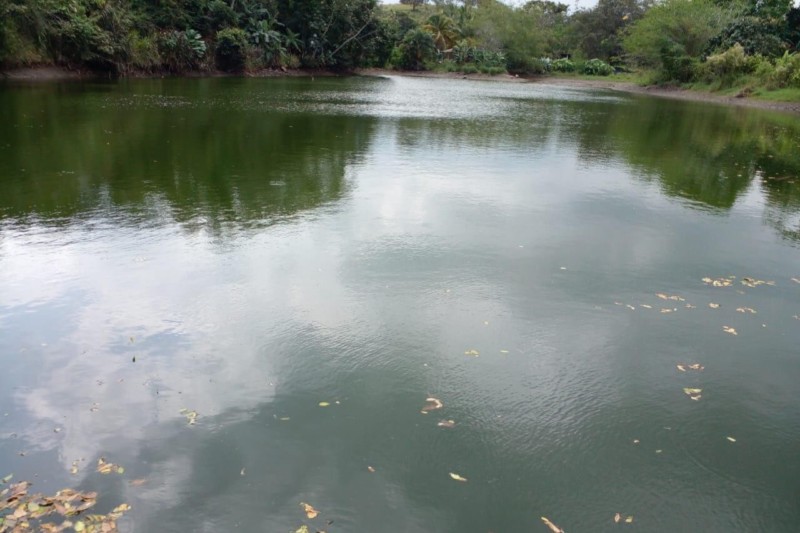 Lee más sobre el artículo Cortolima investiga el caso de muerte de peces en Chucuní, zona rural de Ibagué