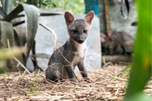 Lee más sobre el artículo Zorros cangrejeros que fueron víctimas del tráfico ilegal en Ibagué, serán rehabilitados por Cortolima
