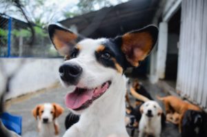 Lee más sobre el artículo Alcaldía de Ibagué fortalece la atención para animales en estado vulnerable