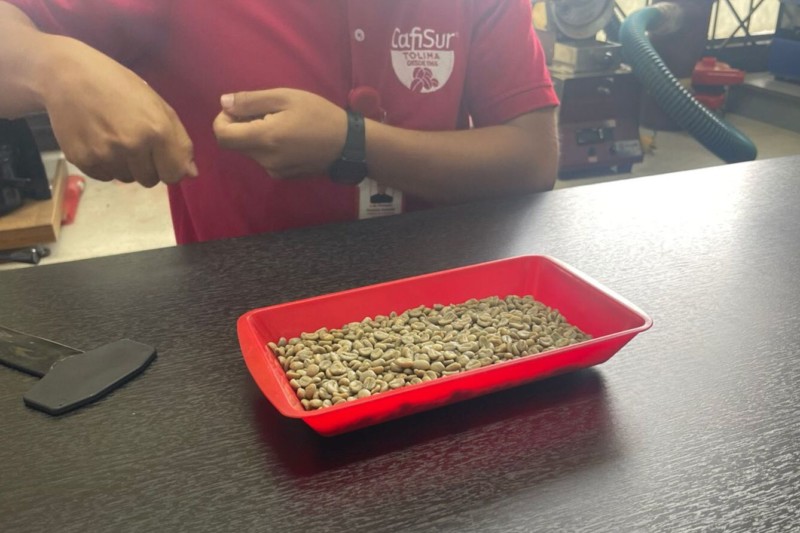 Lee más sobre el artículo El Tolima logró 2.700 hectáreas de café renovadas y 1.300 nuevas sembradas