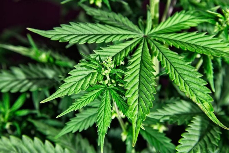 Lee más sobre el artículo Gobierno Nacional reglamentó el uso industrial del cannabis