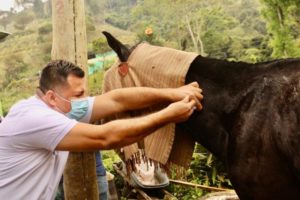 Lee más sobre el artículo Alcaldía de Ibagué llegó con atención equina a Dantas y Laureles 