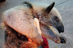 Lee más sobre el artículo Cortolima rescató un oso hormiguero en Mariquita