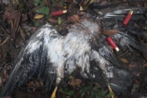 Lee más sobre el artículo ¡Repudiable! Cazadores mataron 300 águilas cuaresmeras en Falan 