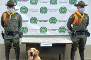 Lee más sobre el artículo Perro antinarcótico halló más de 600 dosis de bazuco en un parque de Ibagué