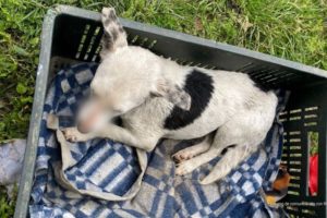 Lee más sobre el artículo Por maltrato animal, funcionario de la Alcaldía de Cajamarca deberá responder ante la justicia