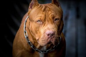 Lee más sobre el artículo Tragedia en Piedras: Tres perros atacaron y causaron la muerte a una adulta mayor