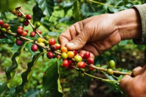 Lee más sobre el artículo Productores de café especial representarán al Tolima en la Feria Mundial de Cafés en Boston Estados Unidos