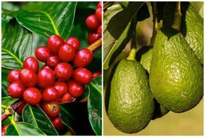 Lee más sobre el artículo Productores de café y aguacate del Tolima, los más afectados por la temporada de lluvias