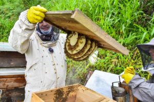 Lee más sobre el artículo Alcaldía de Ibagué fortalece proyectos productivos de apicultura 