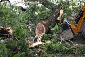 Lee más sobre el artículo Alcaldía de Ibagué realizó tala de árboles como acción preventiva sobre corredor de la calle 10