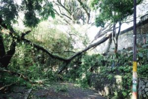 Lee más sobre el artículo Una persona fallecida y dos heridas deja caída de árbol en el parque Centenario de Ibagué