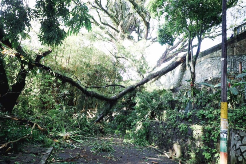 Lee más sobre el artículo Una persona fallecida y dos heridas deja caída de árbol en el parque Centenario de Ibagué