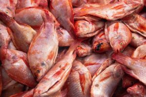 Lee más sobre el artículo Autoridades de Ibagué entregan recomendaciones para el consumo de pescado en Semana Santa