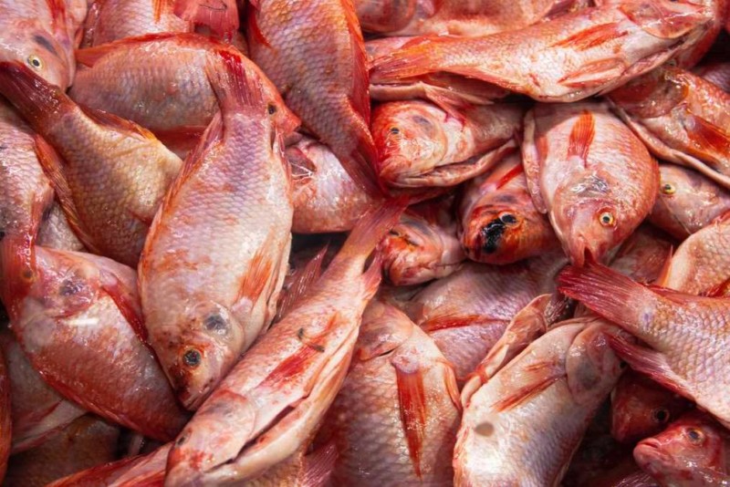 Lee más sobre el artículo Autoridades de Ibagué entregan recomendaciones para el consumo de pescado en Semana Santa