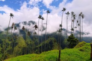 Lee más sobre el artículo En Semana Santa visite Toche, el santuario nacional de la palma de cera