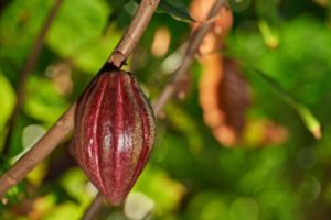 Lee más sobre el artículo Gobierno Departamental trabaja para fortalecer a productores de cacao de 20 municipios