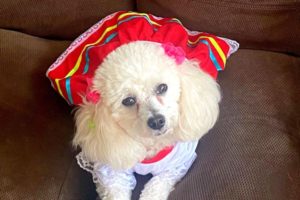 Lee más sobre el artículo Ibagué: Amplían inscripciones para participar en el Primer Festival Sampredino de Mascotas