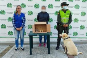 Lee más sobre el artículo Capturada por comercializar de manera ilegal siete erizos africanos en Ibagué