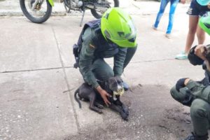 Lee más sobre el artículo Uniformados de la Policía Tolima auxiliaron a dos caninos que se encontraban llenos de espinas