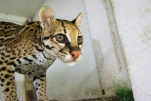 Lee más sobre el artículo Tigrillo en el Tolima se crió con humanos y ahora se comporta como un gato