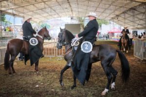 Lee más sobre el artículo Con la visita de más de 6.000 personas inició la Feria Equina y Bovina