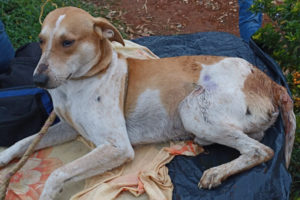 Lee más sobre el artículo ¡Repudiable! Hombre atacó con machete a ’Cambalache’ en zona rural de Mariquita