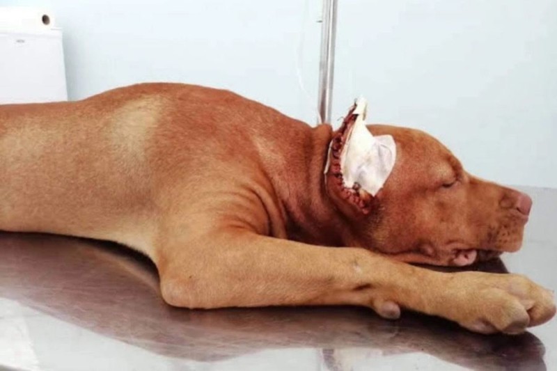 Lee más sobre el artículo No se puede mutilar a los animales por razones estéticas: Procuraduría General de la Nación