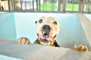 Lee más sobre el artículo Con jornada de adopción, el CAPA celebrará el Día Mundial del Perro Callejero