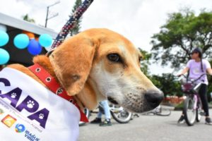 Lee más sobre el artículo Veterinarios de la Alcaldía de Ibagué acompañarán a las mascotas en el Desfile Sampedrino
