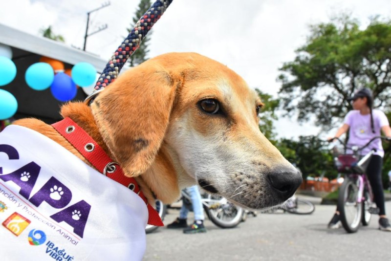 Lee más sobre el artículo Veterinarios de la Alcaldía de Ibagué acompañarán a las mascotas en el Desfile Sampedrino