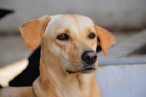 Lee más sobre el artículo Este miércoles habrá jornada de adopción para celebrar el Día Mundial del Perro Callejero en Ibagué