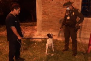 Lee más sobre el artículo Rescataron un perro pitbull que era utilizado para actividades delincuenciales en Ibagué