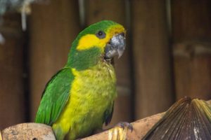 Lee más sobre el artículo Cortolima rescató un loro orejiamarillo que fue sacado de su hábitat
