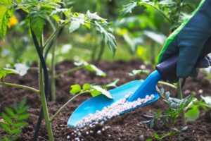 Lee más sobre el artículo Disparado el valor de fertilizantes en el Tolima